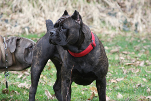 old world cane corso mastiff